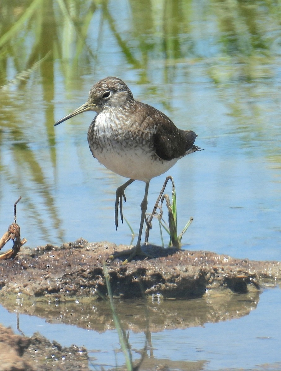 Solitary Sandpiper - ML622112956