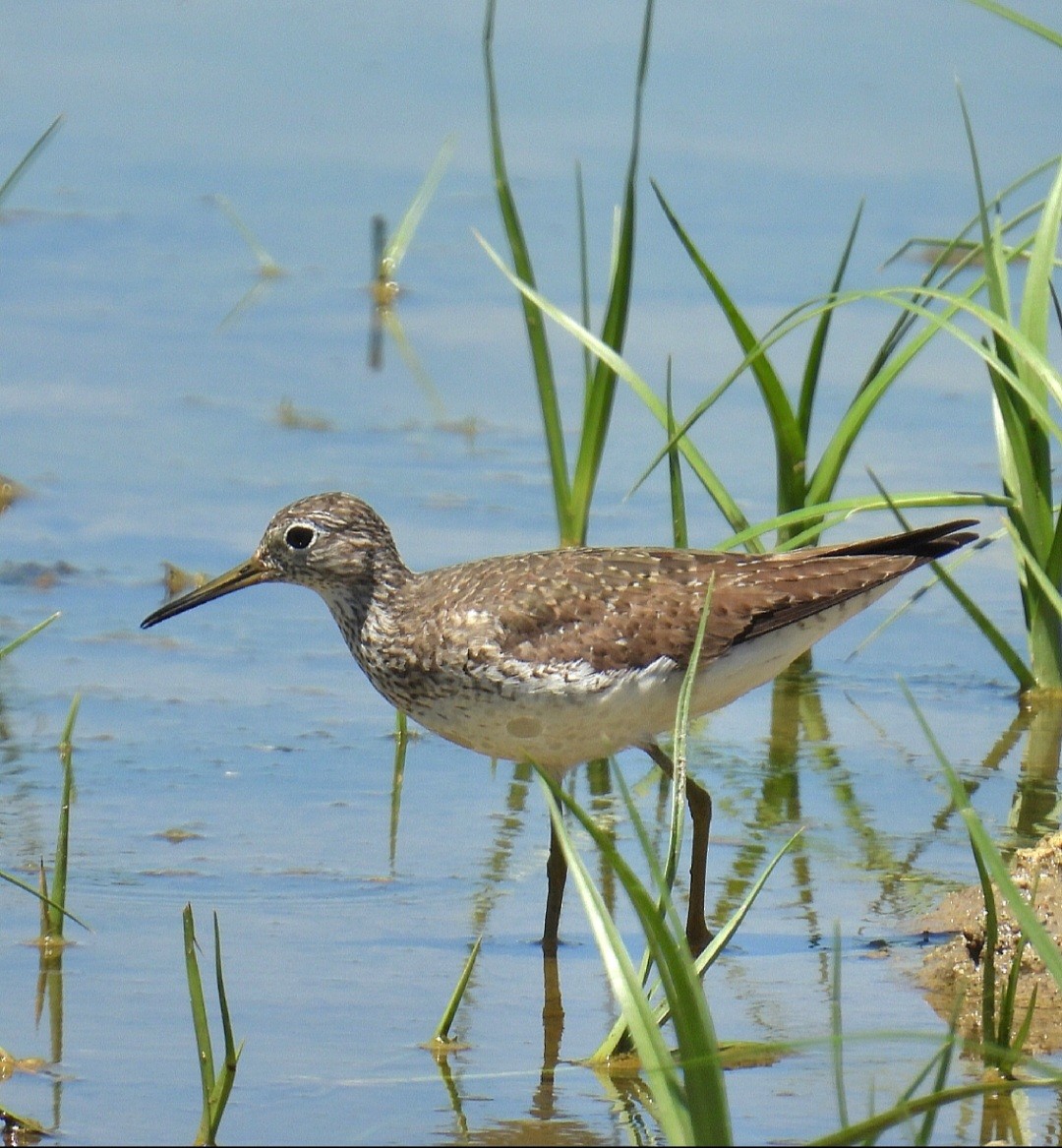 Solitary Sandpiper - ML622112957