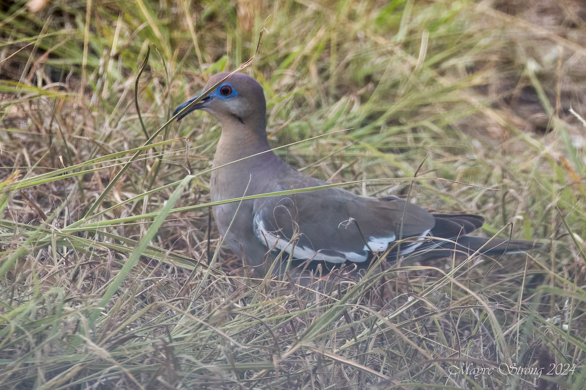 White-winged Dove - ML622112958