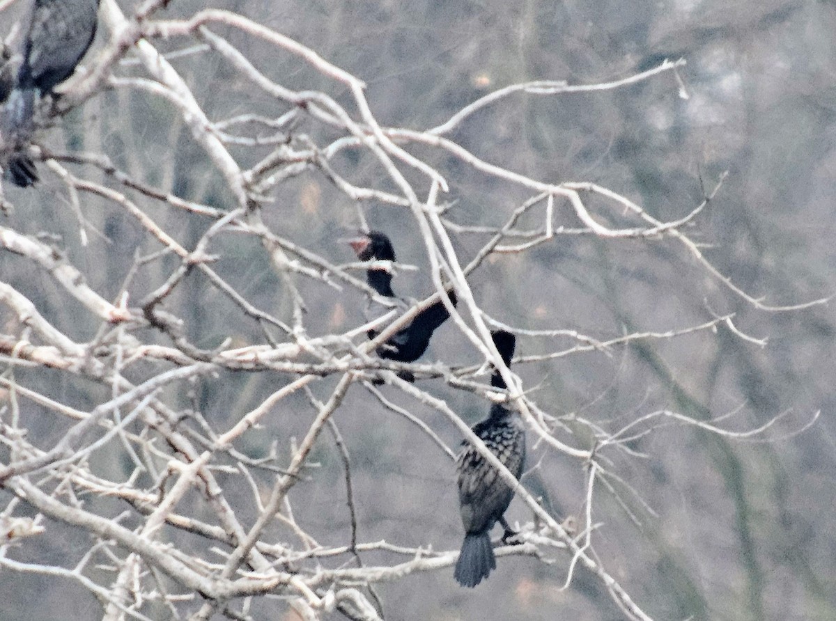 Neotropic Cormorant - ML622112962