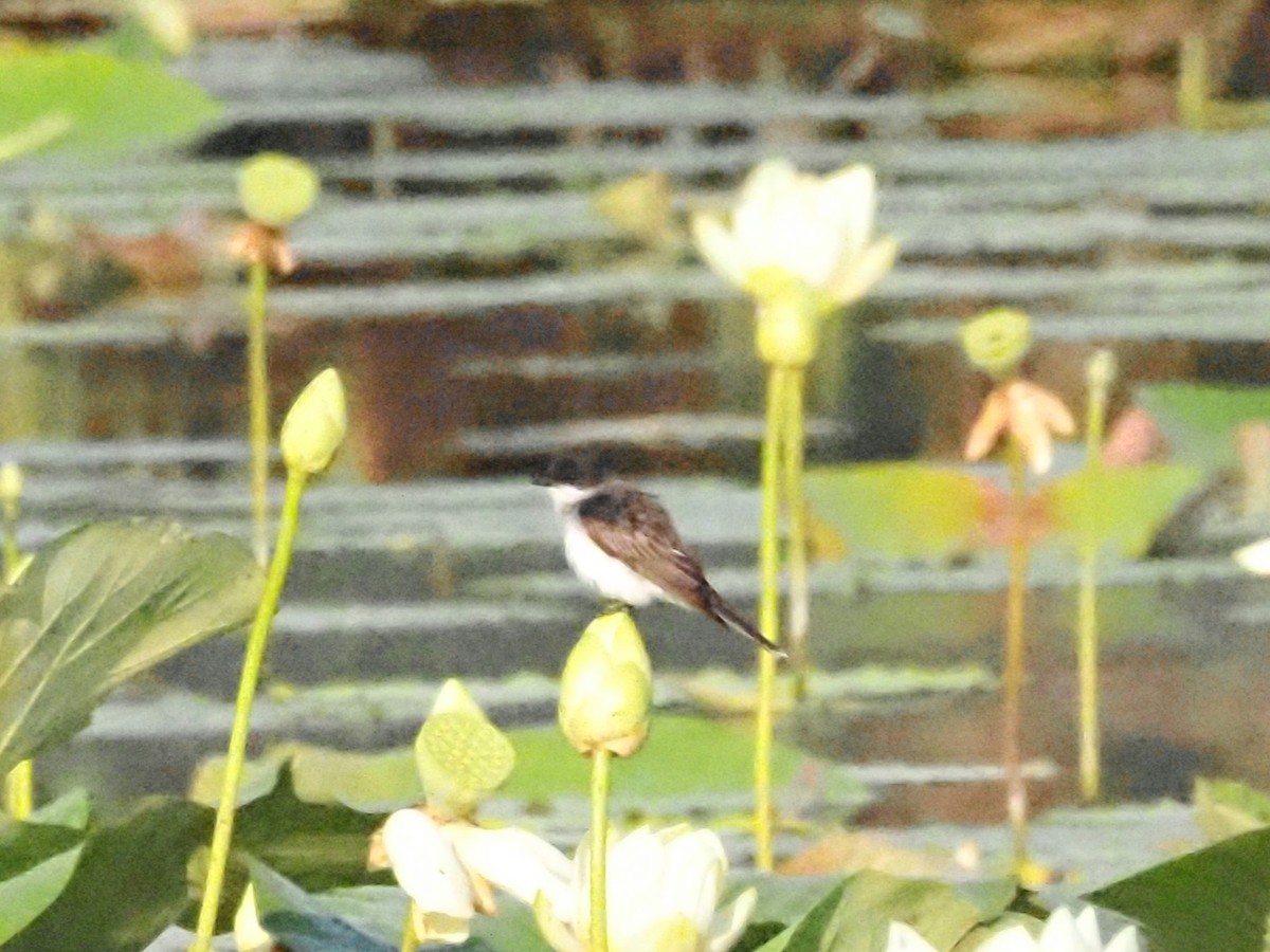 Eastern Kingbird - ML622112963