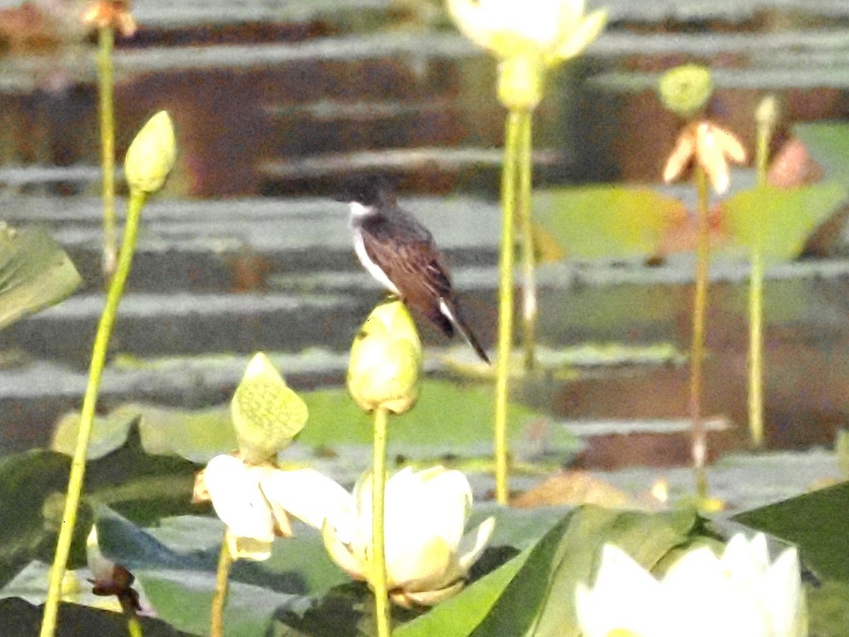 Eastern Kingbird - ML622112964