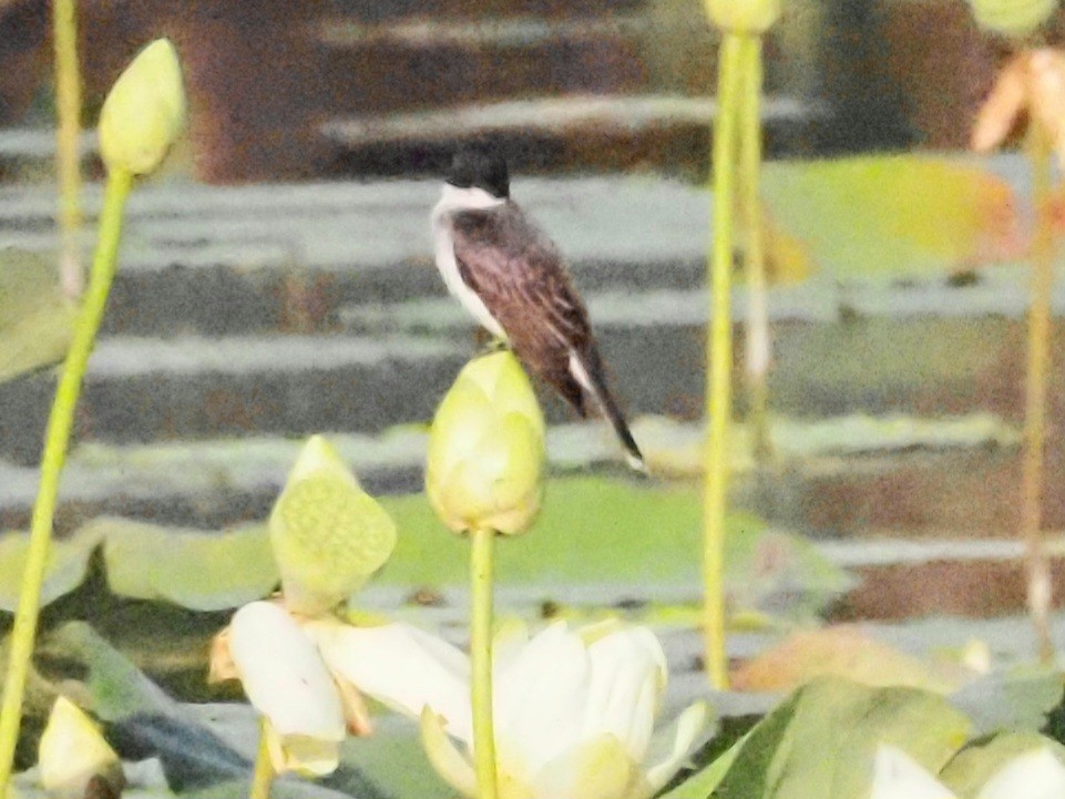 Eastern Kingbird - ML622112965