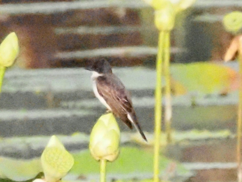 Eastern Kingbird - ML622112966