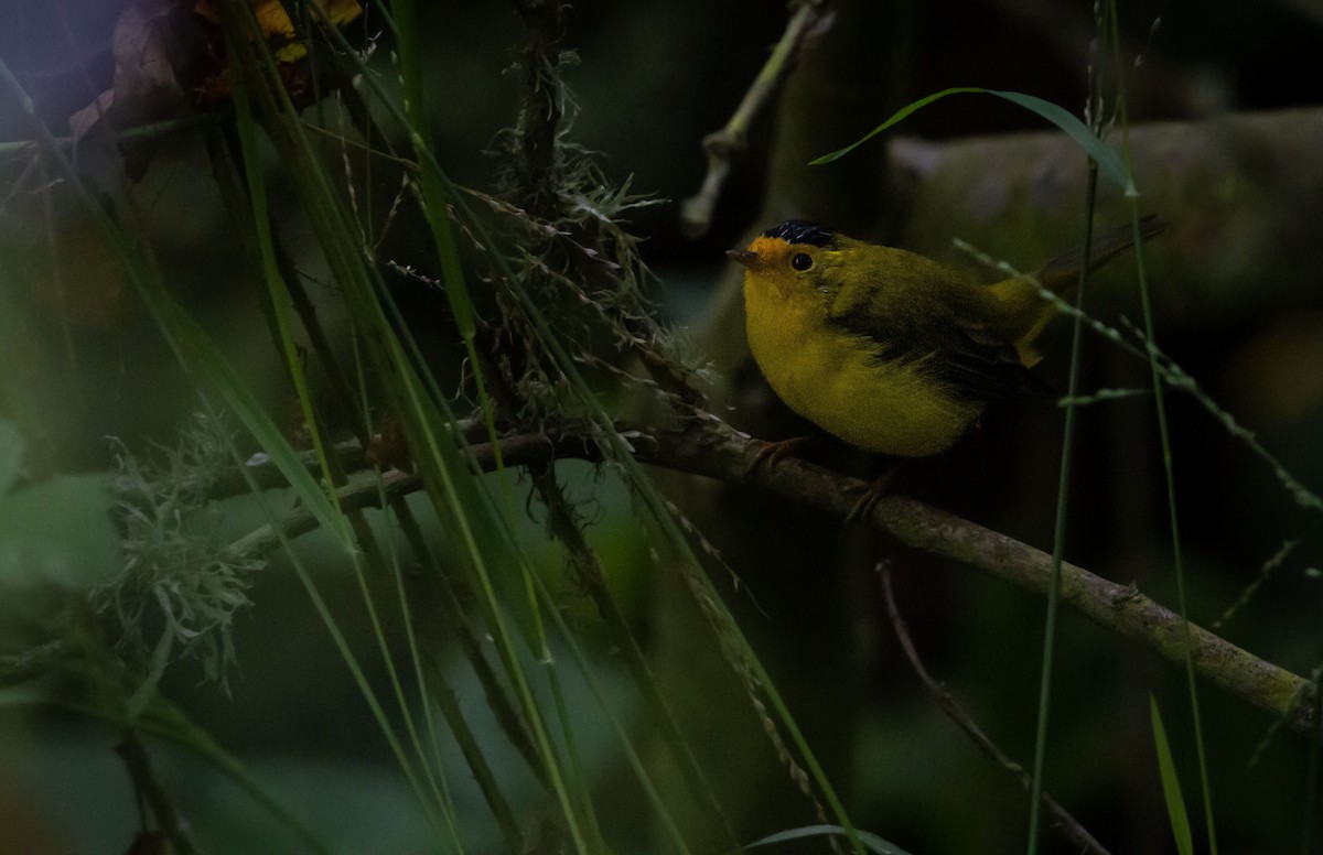 Wilson's Warbler (chryseola) - ML622112972