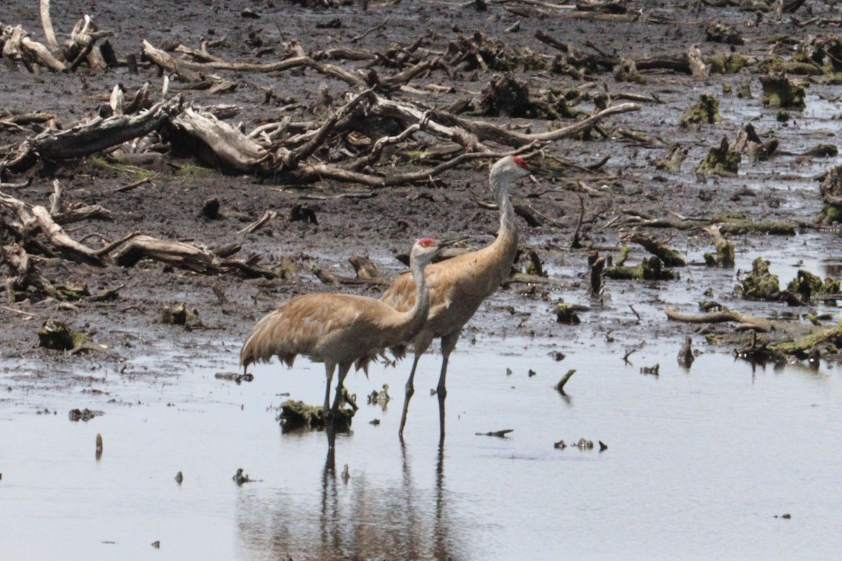 Sandhill Crane - ML622112973