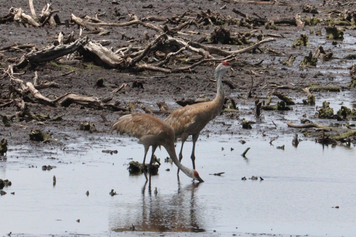 Sandhill Crane - ML622112974