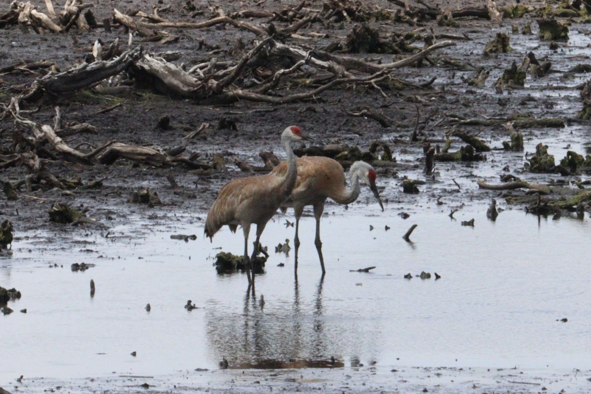 Sandhill Crane - ML622112975