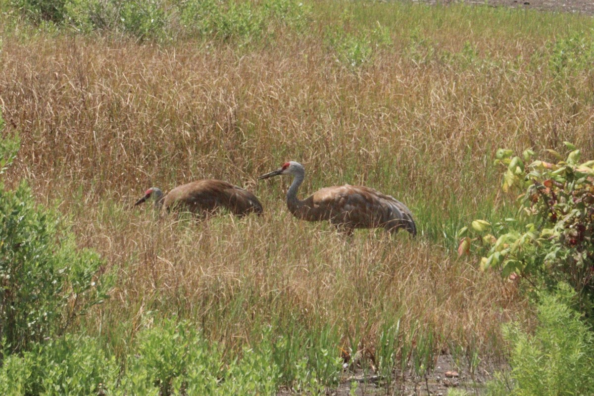 Sandhill Crane - ML622112976