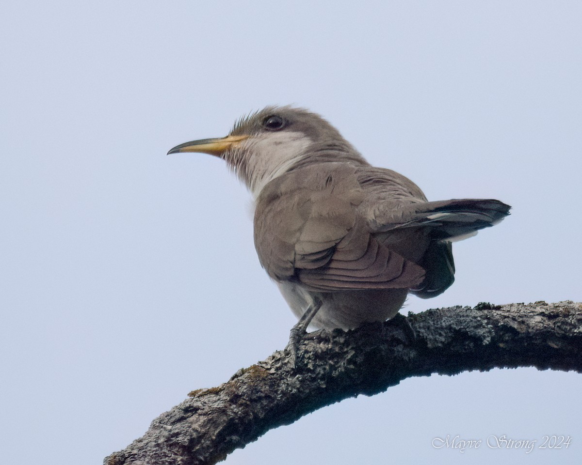 Yellow-billed Cuckoo - ML622112981