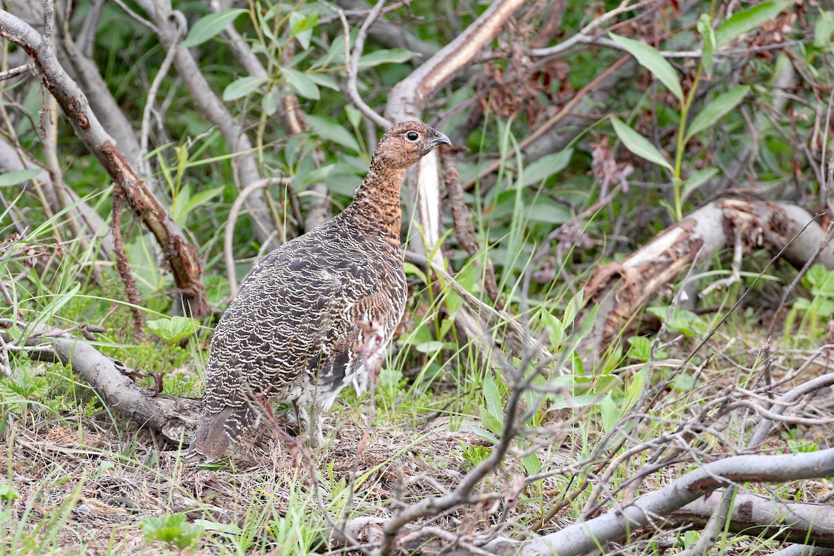 Willow Ptarmigan - Dave Beeke