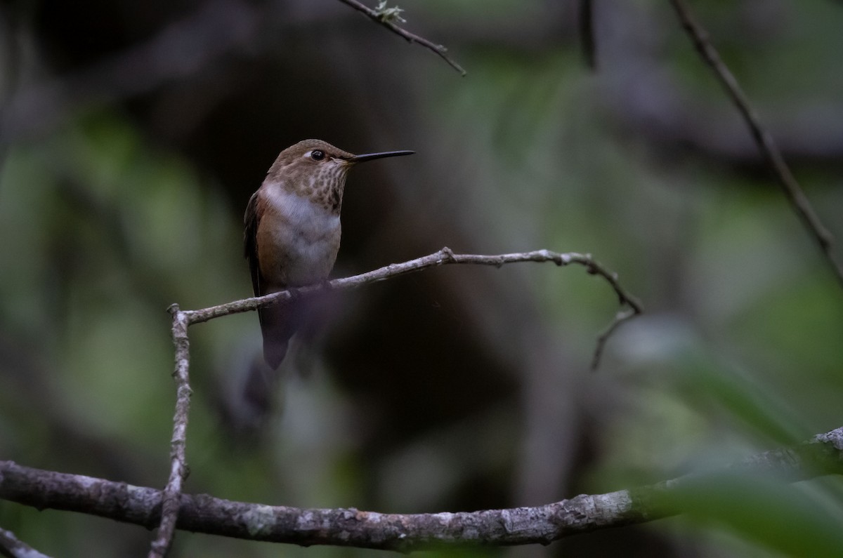 Rufous/Allen's Hummingbird - ML622112986