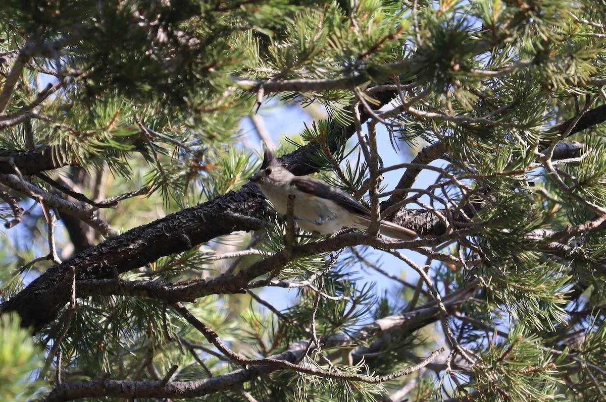 Black-crested Titmouse - ML622112987