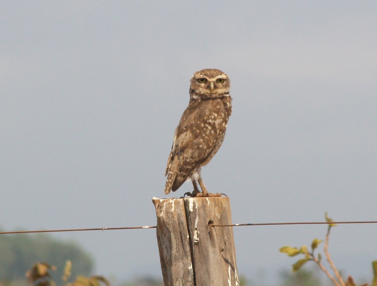 Burrowing Owl - Jeff Hopkins