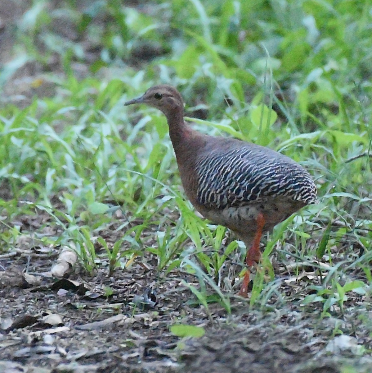 Tinamou cannelle - ML622113042