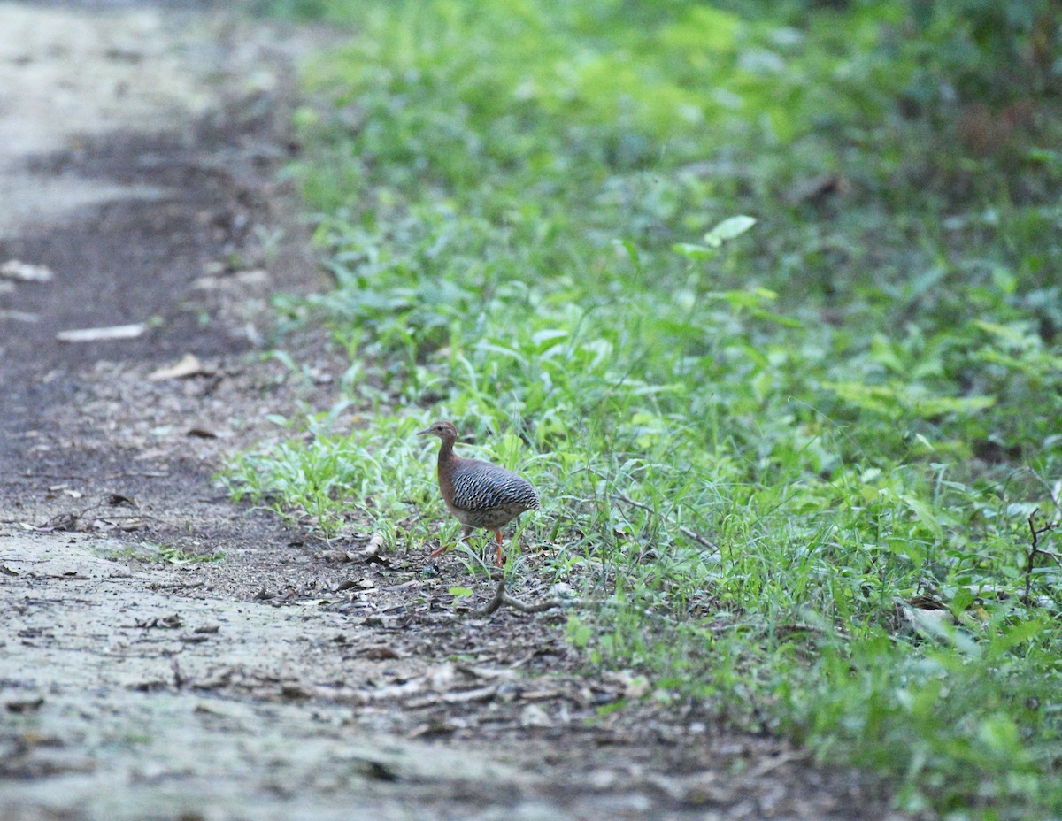 Thicket Tinamou - ML622113043