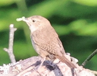 Northern House Wren - ML622113068