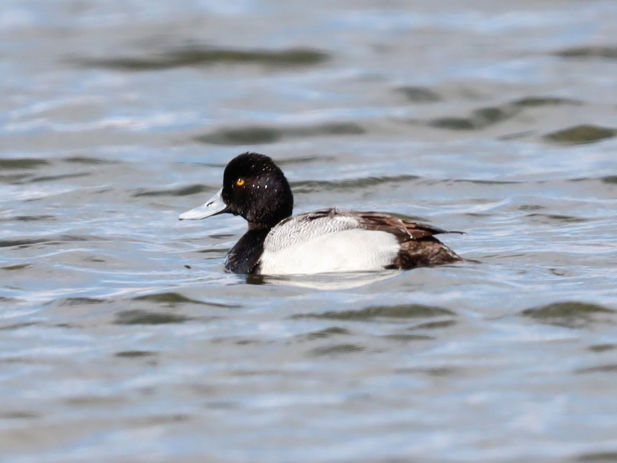 Lesser Scaup - ML622113088