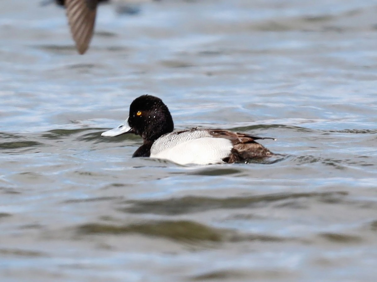 Lesser Scaup - ML622113089