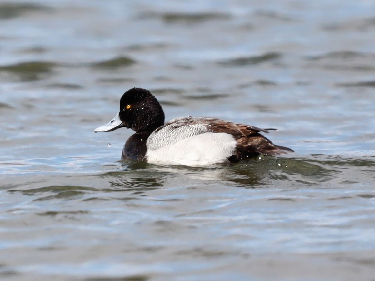 Lesser Scaup - ML622113090