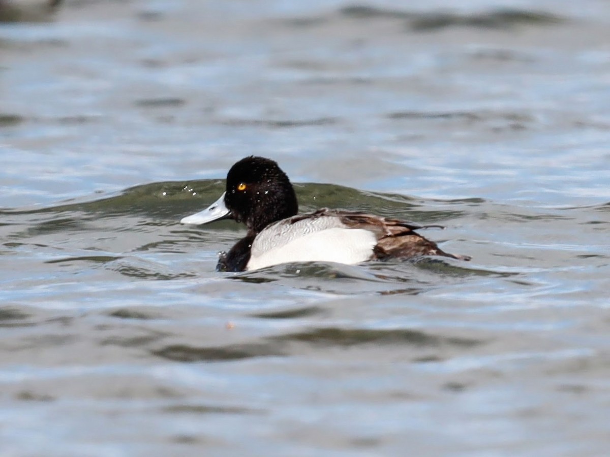 Lesser Scaup - ML622113091