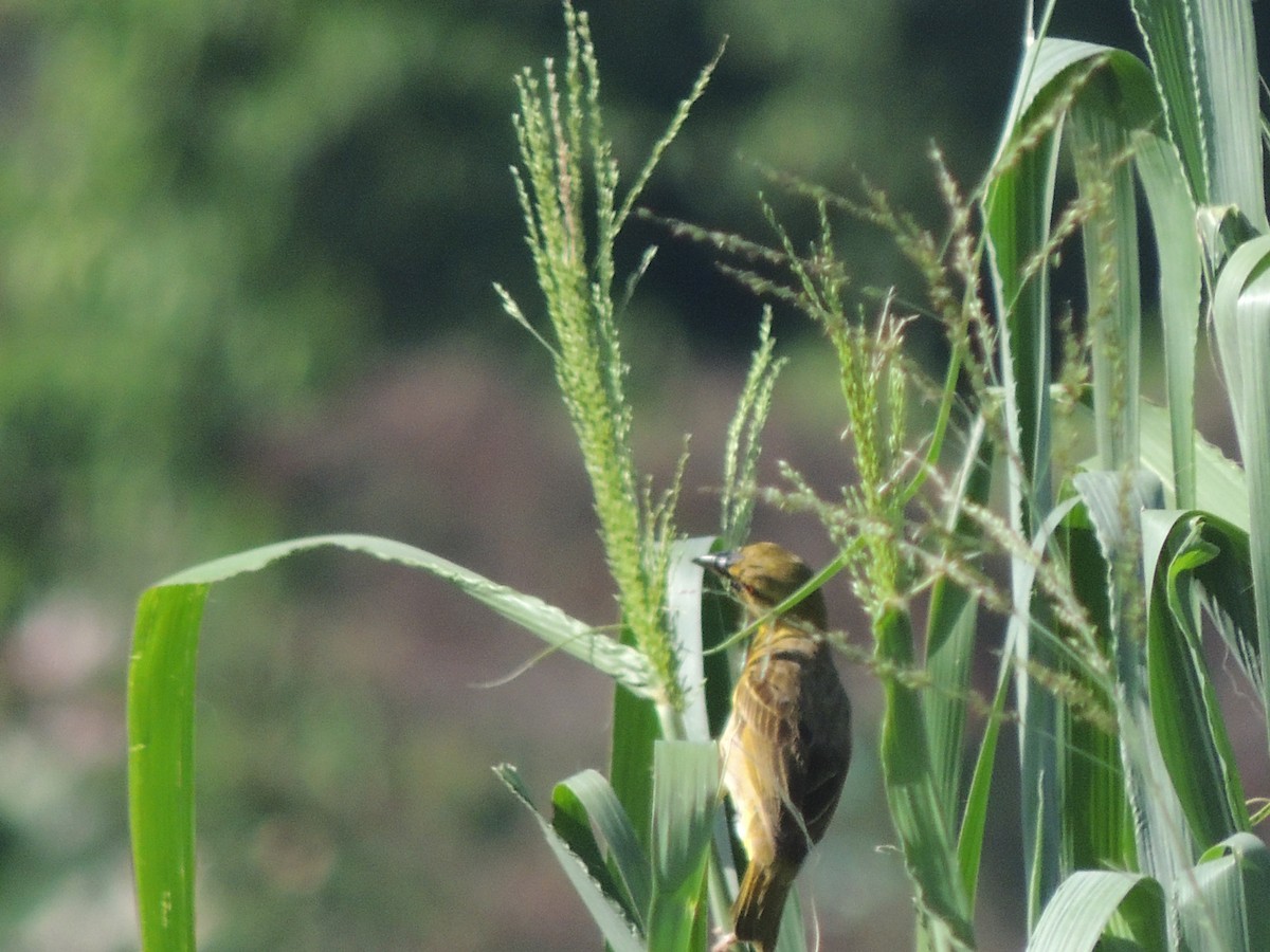 Village Weaver - ML622113098