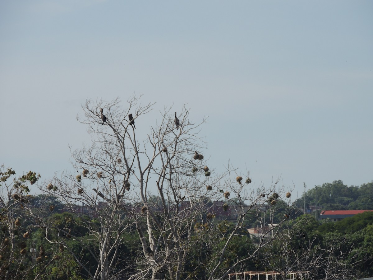 Village Weaver - ML622113099