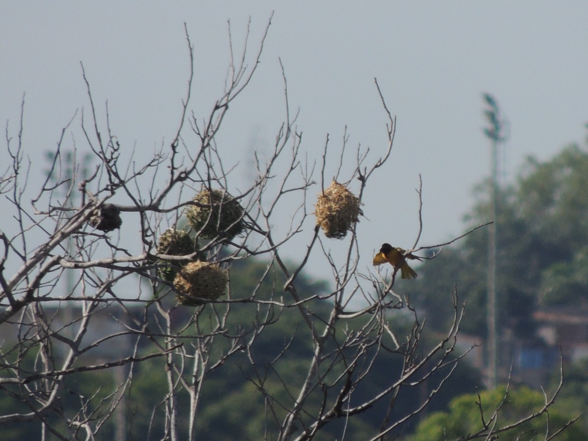 Village Weaver - ML622113101
