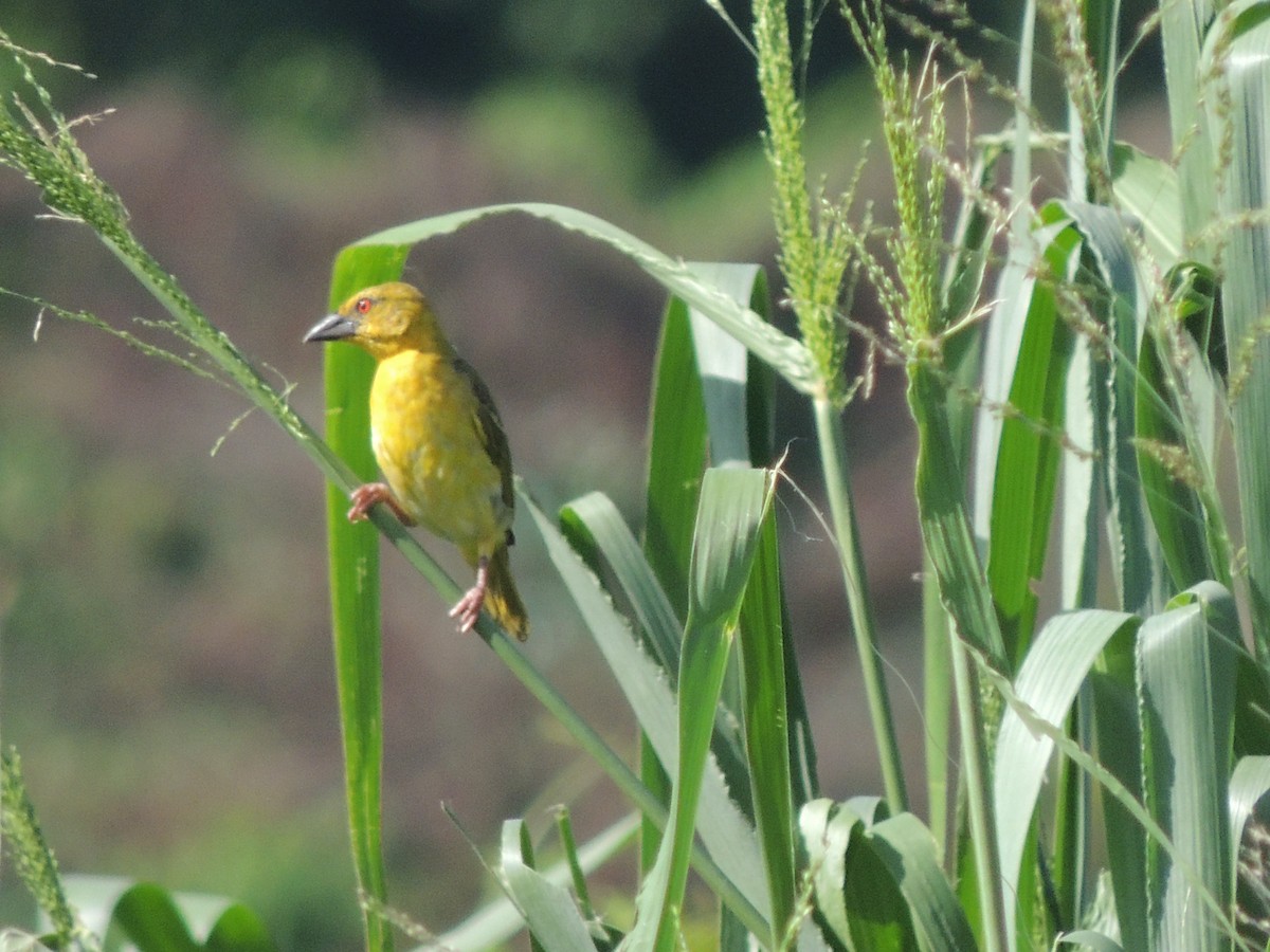 Village Weaver - ML622113102
