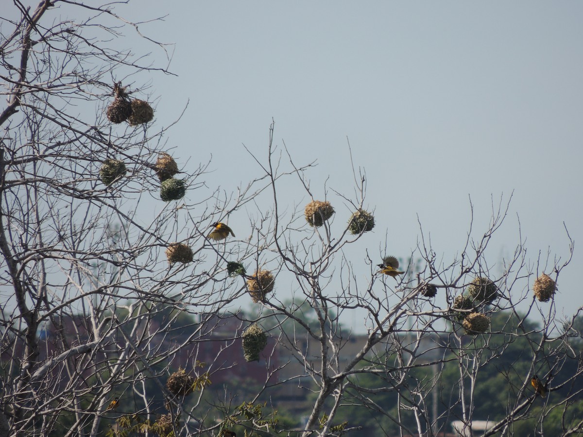 Village Weaver - ML622113105