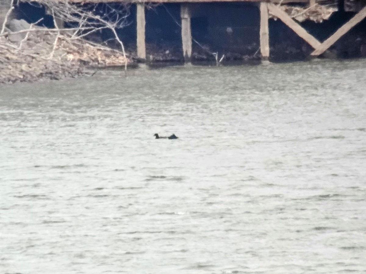 White-winged Scoter - ML622113135