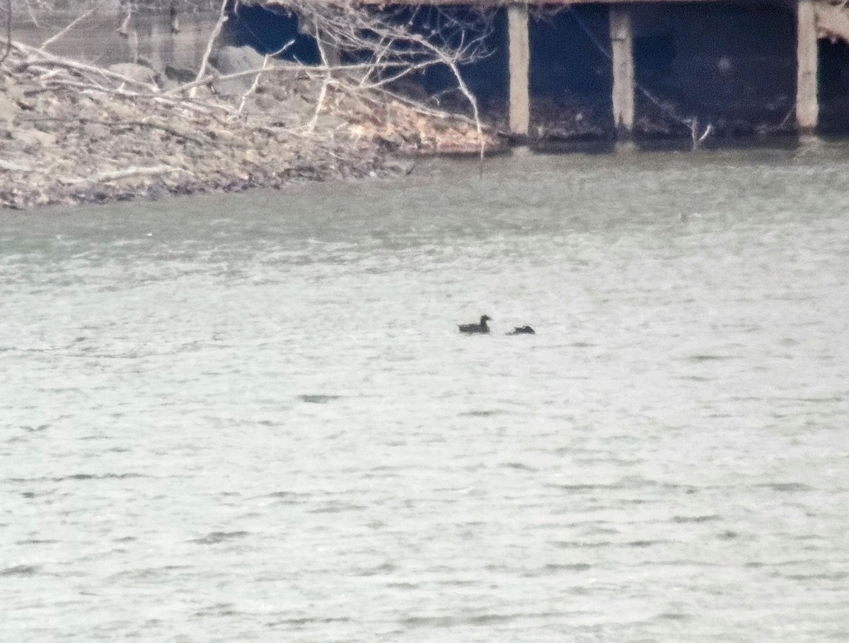White-winged Scoter - ML622113136