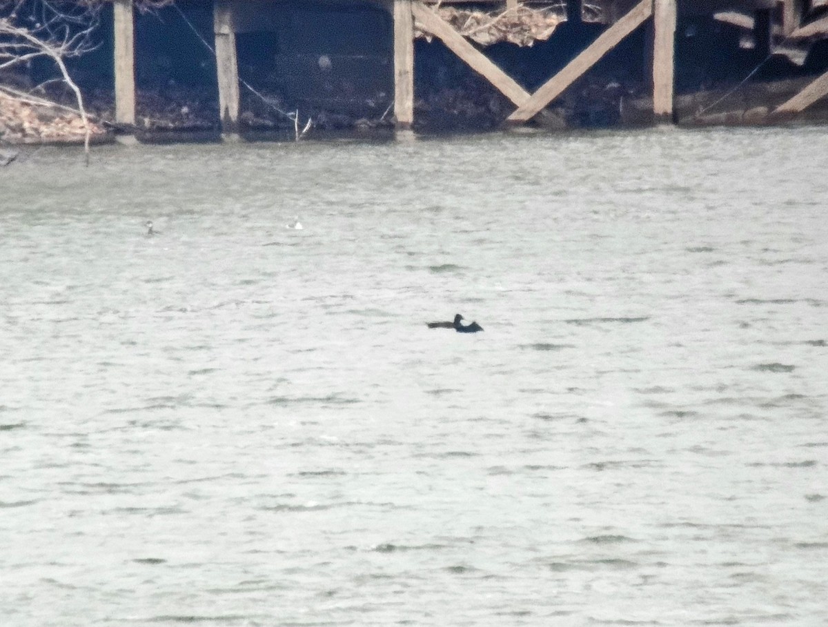 White-winged Scoter - ML622113137