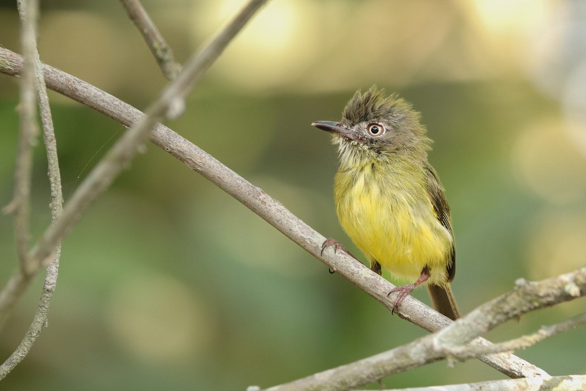 Stripe-necked Tody-Tyrant - Clayton Borzini