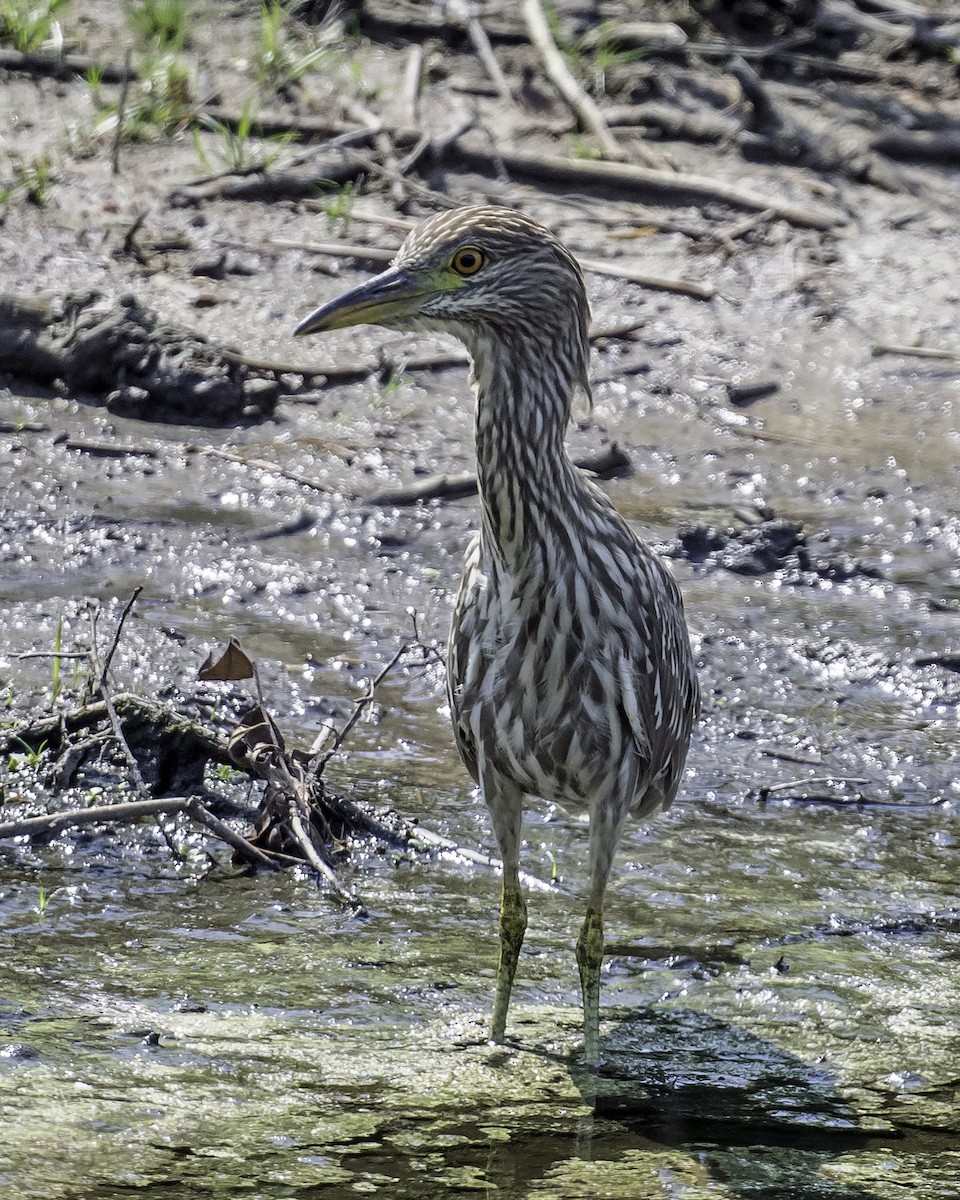 Black-crowned Night Heron - ML622113181