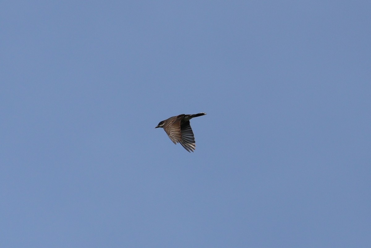 Eastern Kingbird - ML622113187