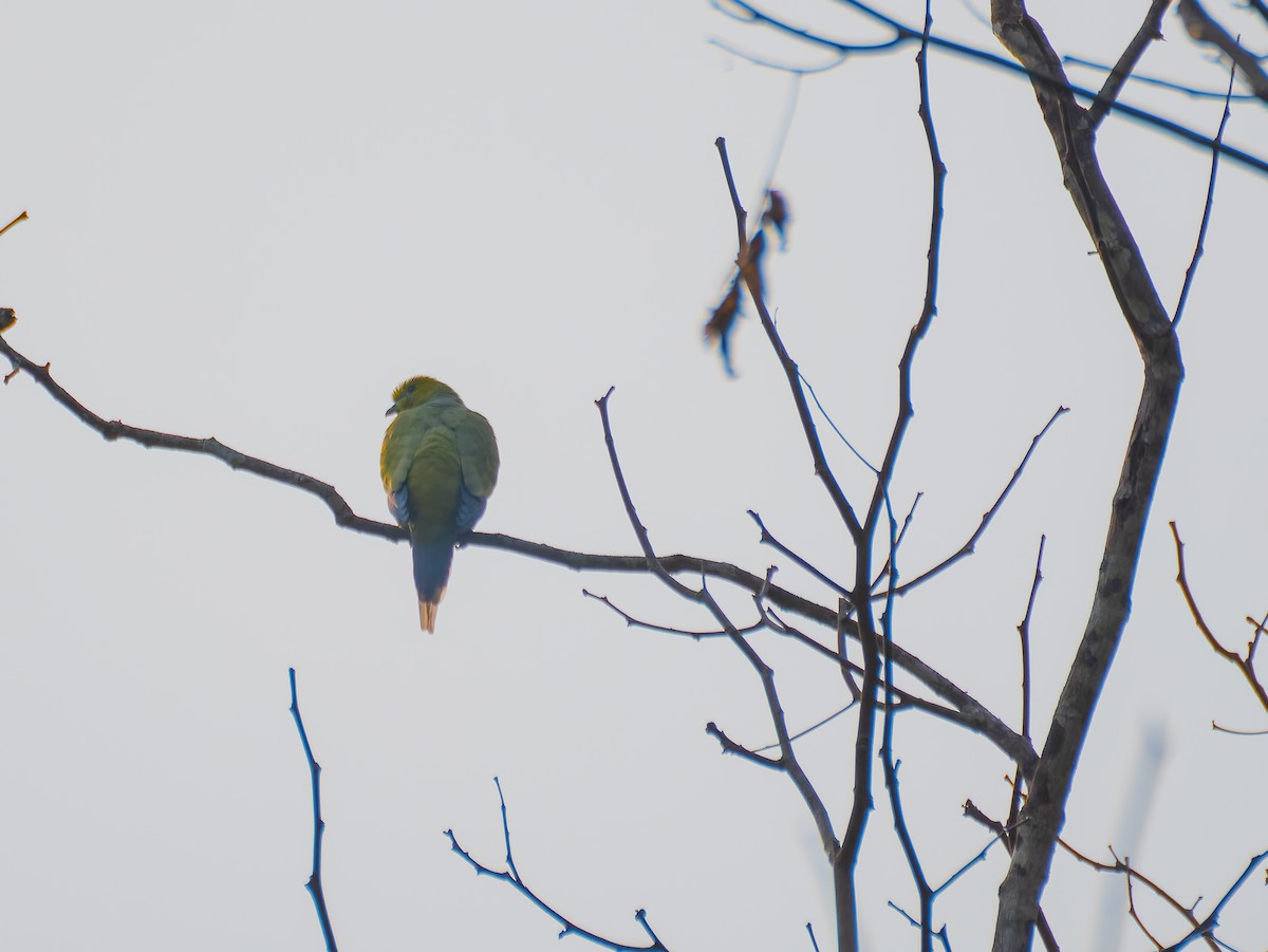 Pin-tailed Green-Pigeon - ML622113215