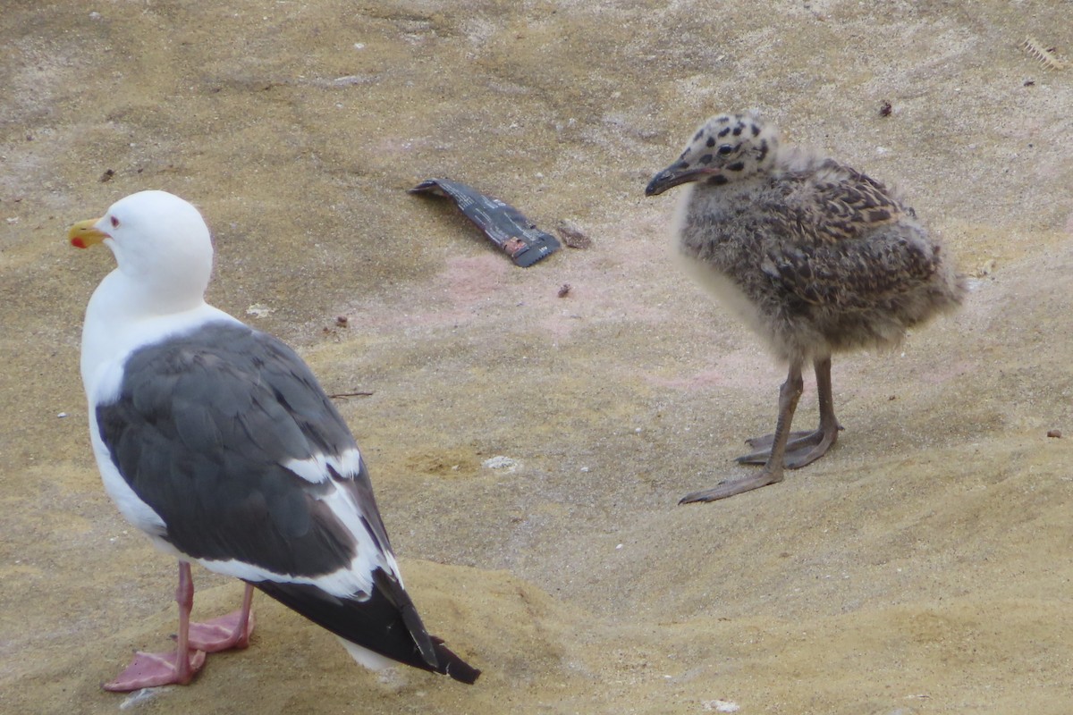 Western Gull - ML622113220