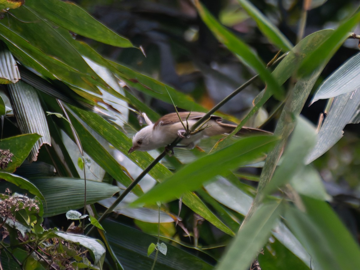 White-hooded Babbler - ML622113246