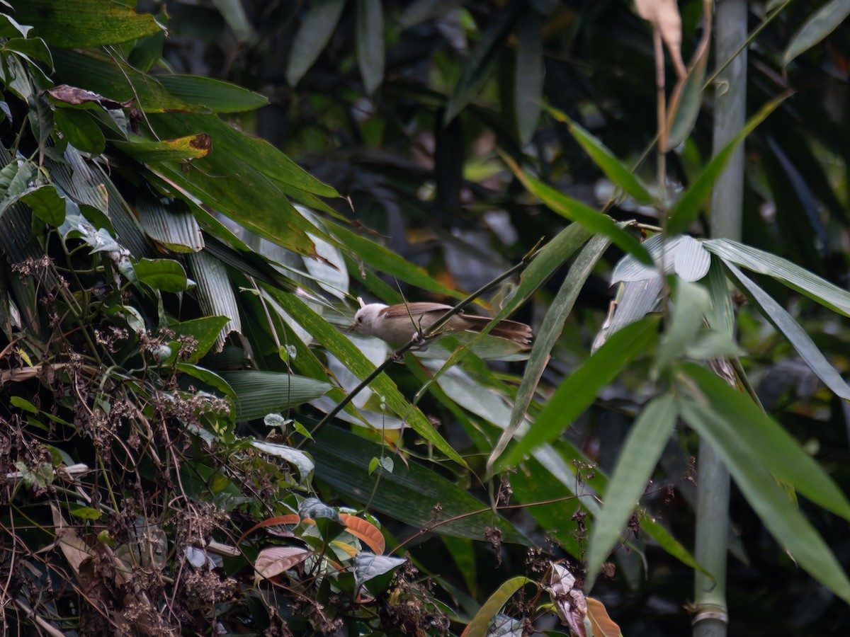 White-hooded Babbler - ML622113247