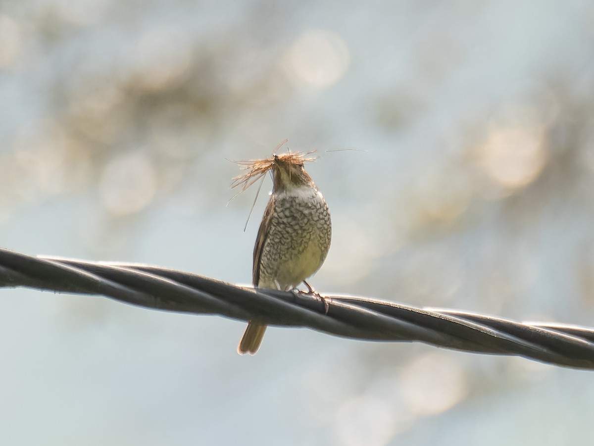 Blue-capped Rock-Thrush - ML622113262