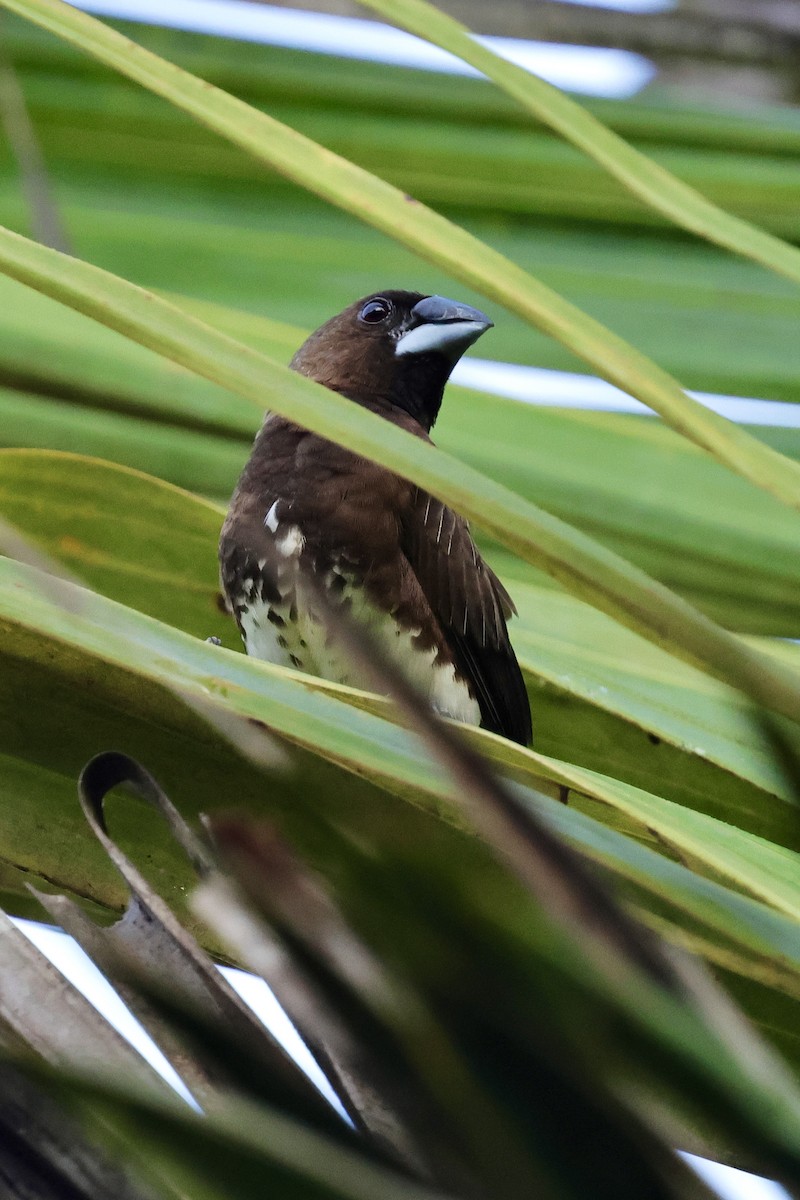 White-bellied Munia - ML622113271