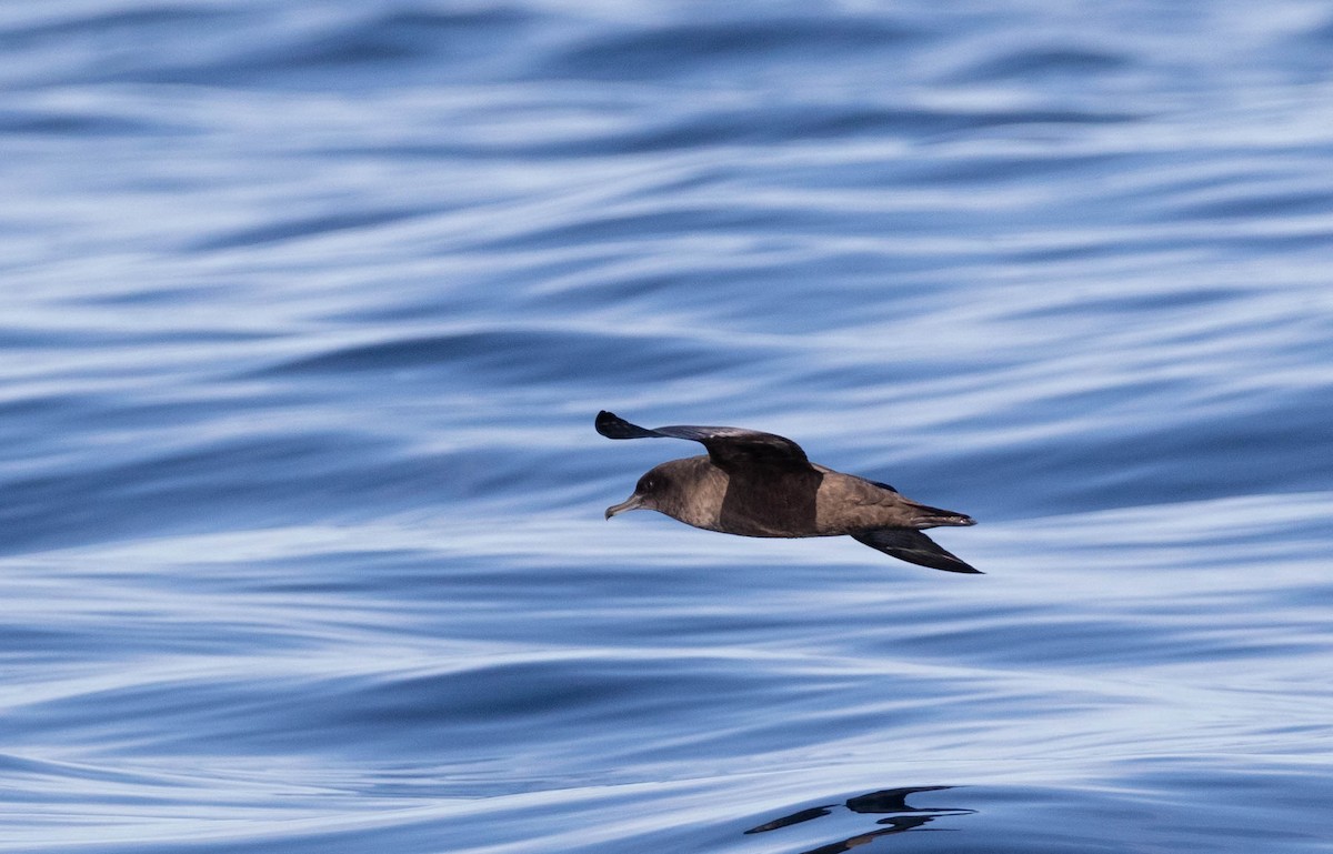 Sooty Shearwater - ML622113317