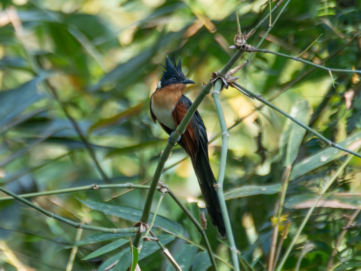 Chestnut-winged Cuckoo - ML622113324