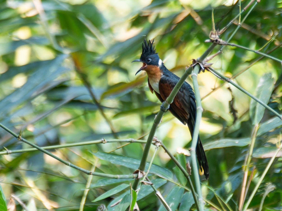 Chestnut-winged Cuckoo - ML622113325