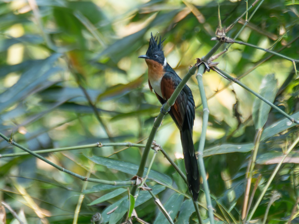 Chestnut-winged Cuckoo - ML622113326