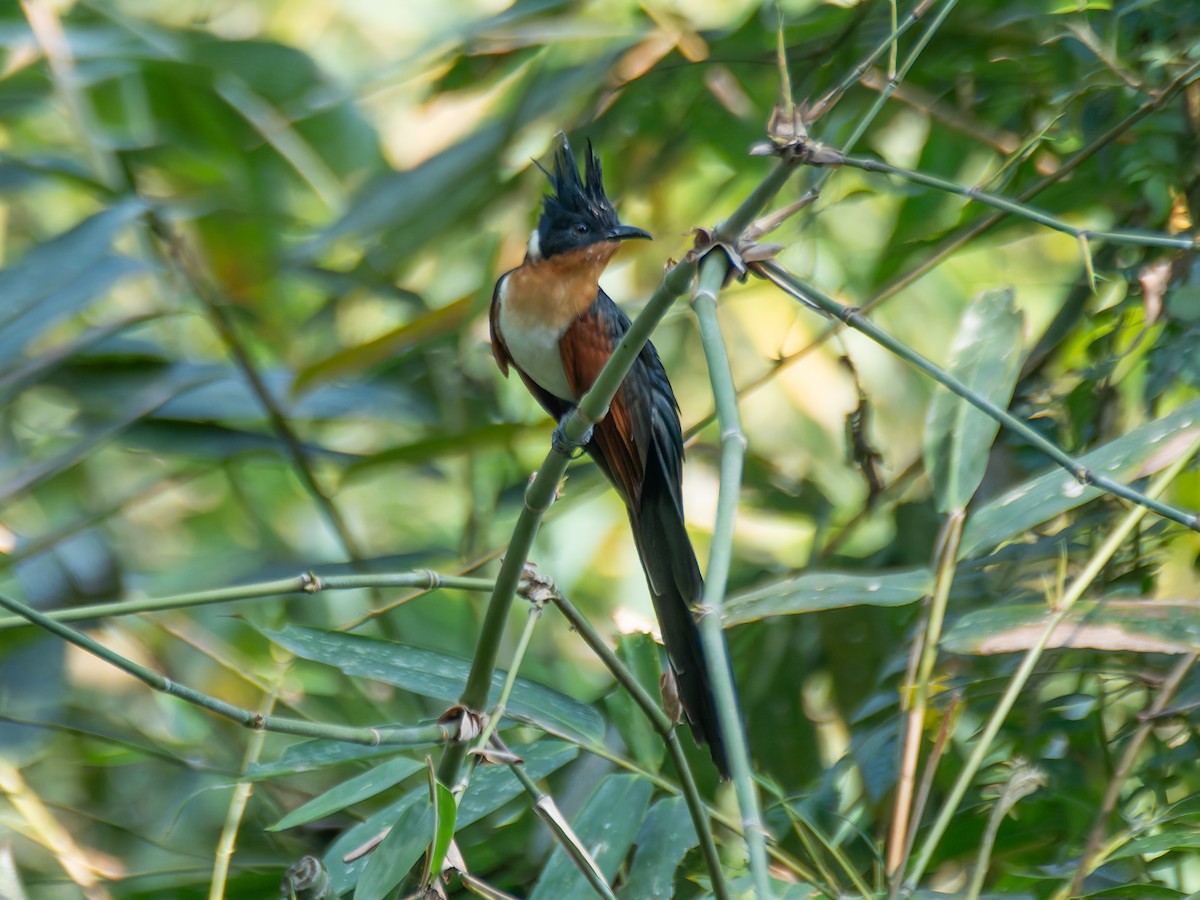 Chestnut-winged Cuckoo - ML622113327