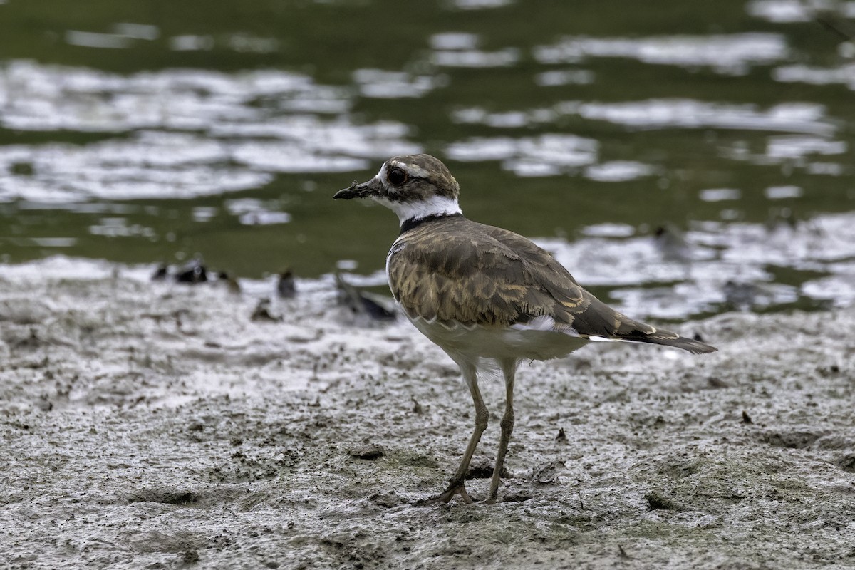 Killdeer - ML622113334