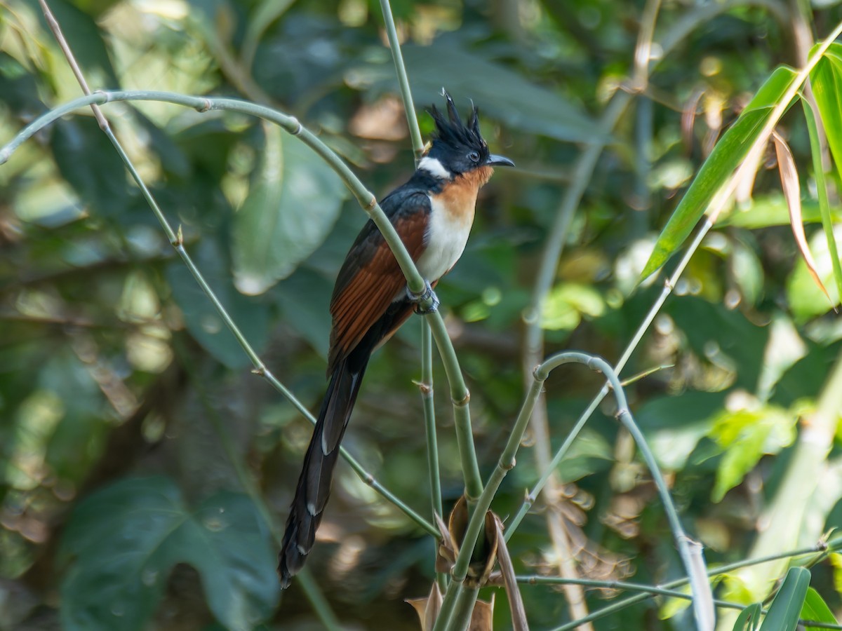 Chestnut-winged Cuckoo - ML622113335