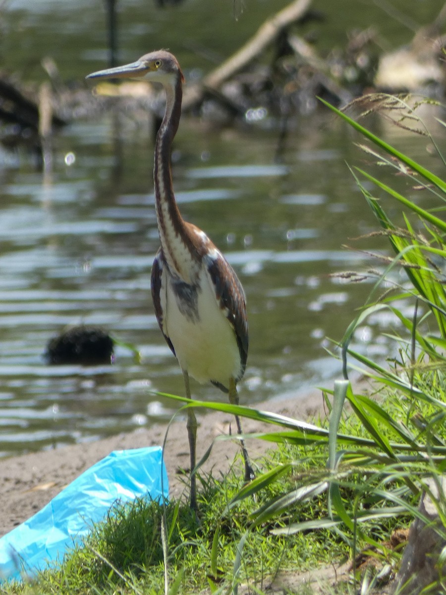 Tricolored Heron - ML622113339